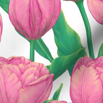 Pink tulips on white