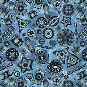 Ernst Haeckel Diatoms Cerulean  Over Blue Water
