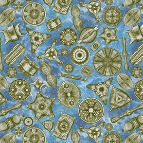 Ernst Haeckel Diatoms Moss Green Over Blue Water