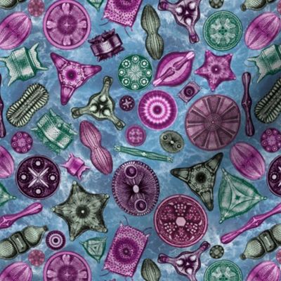 Ernst Haeckel Diatoms Pinks and Greens over Blue Water