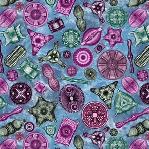 Ernst Haeckel Diatoms Pinks and Greens over Blue Water