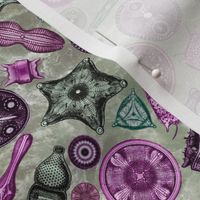 Ernst Haeckel Diatoms Pinks and Greens over Green Water