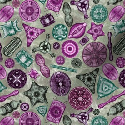 Ernst Haeckel Diatoms Pinks and Greens over Green Water