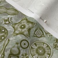 Ernst Haeckel Diatoms Moss Green Over Green Water