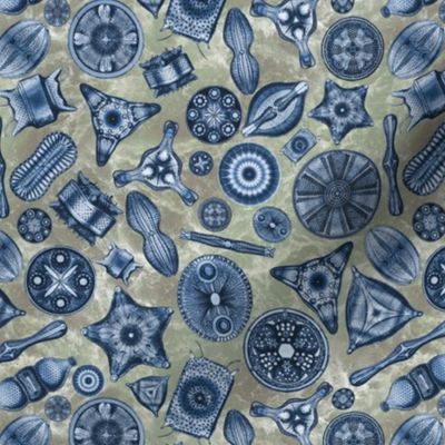 Ernst Haeckel Diatoms Dark Blue over Green Water