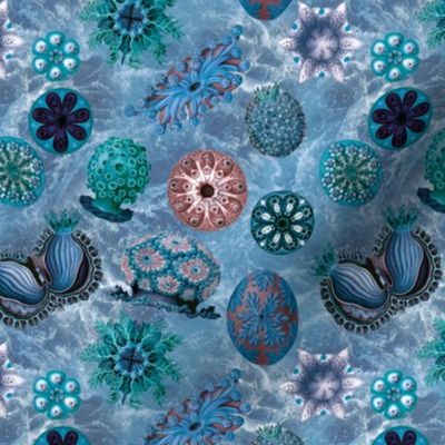 Ernst Haeckel Blue Sea Squirts on Blue Ocean Waves