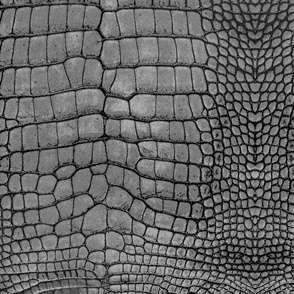 Grey Dragon Crocodile Aligator Reptile Scales