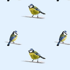 blue titmouse