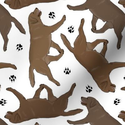 Trotting chocolate Labrador Retrievers and paw prints - white