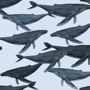 Humpback Whale Pod - Large Scale