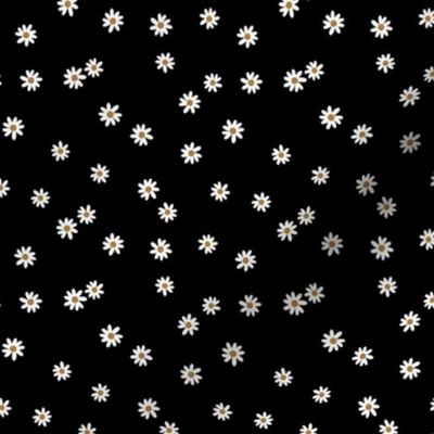 small black daisies