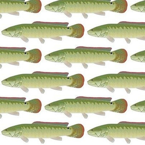 Bowfin in old print colors