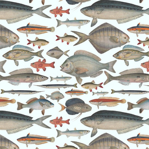 Vintage Naturalist Drawings of Fish