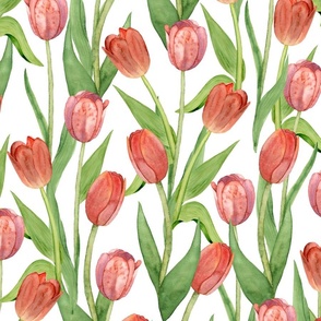red tulips (large scale)