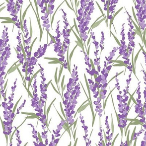 Lavender bunches flowers on white