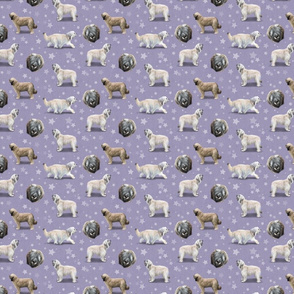 The Catalan Sheepdog Purple