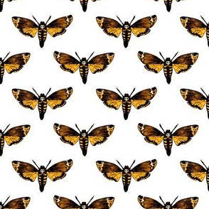  Death's Head Hawkmoth on White 1/2 Size