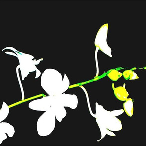 white_orchids_crop_3-ed