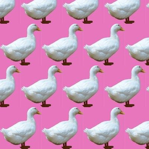 White Duck on Pink