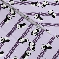 Climbing Pandas - Purple