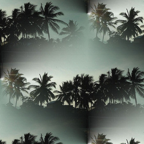 Morning with coconut trees