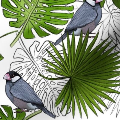 Java Sparrows, Tropical Leaves, and Tropical Leaf Outlines on White - Large