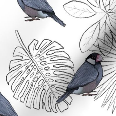 Java Sparrows and Tropical Leaf Outlines on White - Large