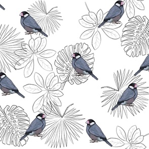 Java Sparrows and Tropical Leaf Outlines on White - Large