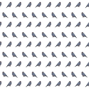 Java Sparrows in Rows