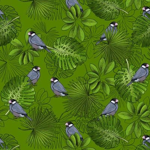 Java Sparrows, Tropical Leaves, and Tropical Leaf Outlines on Green - Small