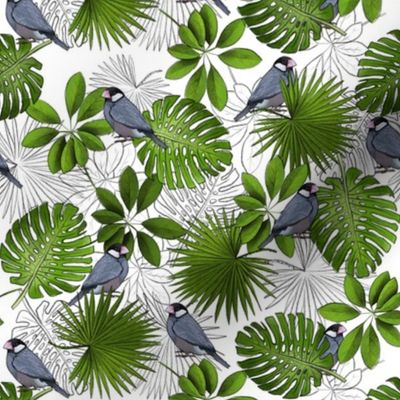 Java Sparrows, Tropical Leaves, and Tropical Leaf Outlines on White - Small