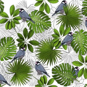 Java Sparrows, Tropical Leaves, and Tropical Leaf Outlines on White - Small