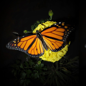 Monarch Butterfly on Yellow Flower