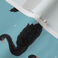 Black Swans Swimming