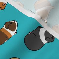 Guinea Pigs - tossed on teal - LAD21