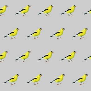 Bespectacled Yellow Finch on Grey