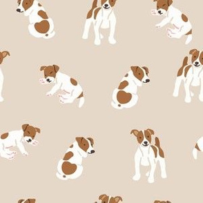 Jack russell terrier dog on beige