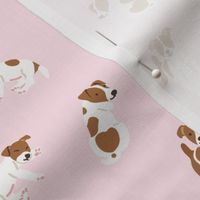 Jack russell terrier dog on pink