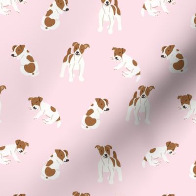 Jack russell terrier dog on pink