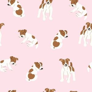 Jack russell terrier dog on pink