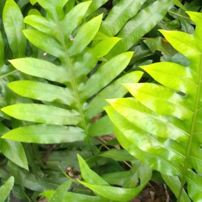 Green fern