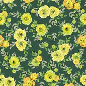 Yellow Ranunculus asiaticus, the Persian buttercup watercolor flowers on deep green