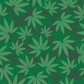 Cannabis leaves 