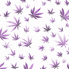 Purple Marijuana