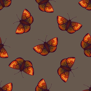 Orange butterflies