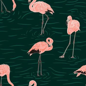 Flamingo in water