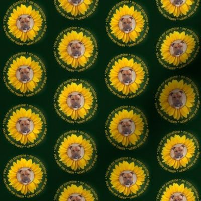 Staffie Sunflower
