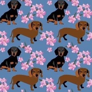 Dachshund Dog with pink flowers on blue small print - dog fabric