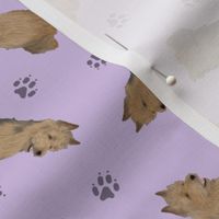 Tiny Australian Terriers - purple