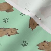 Tiny Australian Terriers - green